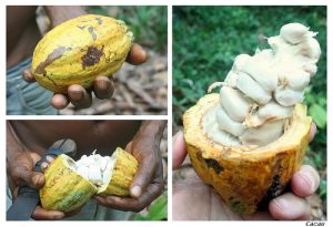 cacau - Receitas da Tia Céi